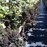 lettuce and berries lettuce and berries