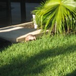 armadillo Lake Forest armadillo Lake Forest