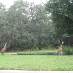 cranes on golfcourse cranes on golfcourse