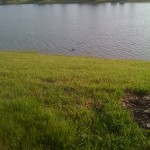 gator in lake gator in lake