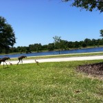sandhill crane family sandhill crane family